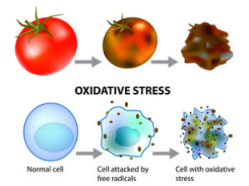 Oxidative stress illustration